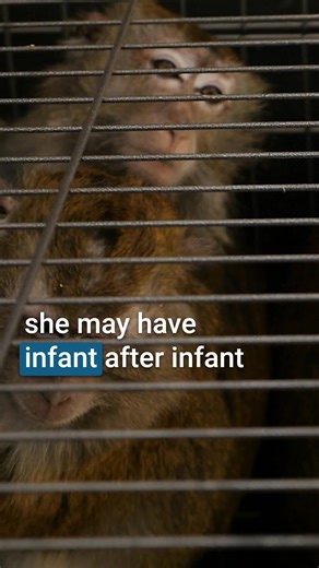 From the forest to the lab—this is the untold story of macaques used in research. Torn from their families. Shipped across the world. Subjected to trauma, isolation, and invasive experiments—often with no path to recovery. Every year, tens of thousands of macaques are captured, traded, and bred for use in research and testing. Their suffering often begins long before the lab, for many it begins at the point of capture. Watch now to see the reality behind the industry. Learn more: https://www.pcr