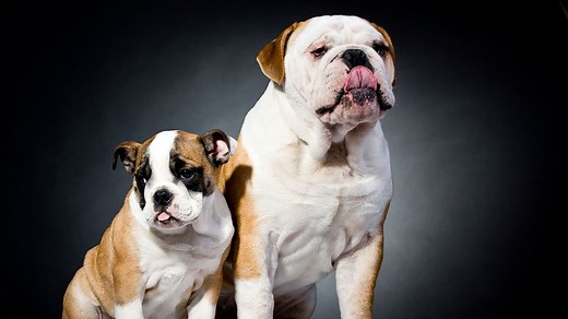 Services – 406 Pet Crematory