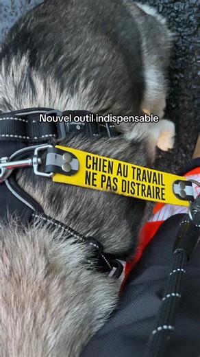 On peut pas être plus explicite, peut-être que les gens arrêteront de toucher sans demander #dogtok #education #husky #educationcanine