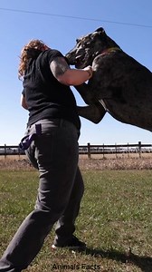 Great Dane = Big Body, Bigger Chaos 💥#greatdane | Animals Facts