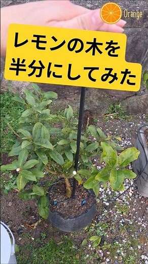 Lemon tree pruning is finished. #mandarin orange specialist