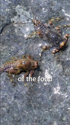 One of the Best Nymph Patterns for Trout