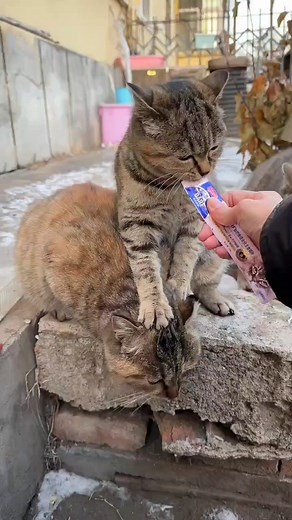 Too cute, too dramatic, too funny! 😂🐾 #CatDrama #FunnyPets #CutieOnTheLoose | Kitty Family