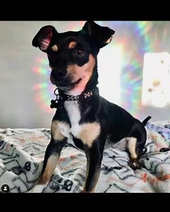 40 PCS Hummingbird Rainbow Bird Window Stickers to Prevent Bird Strikes - Window Decals and Stickers to Prevent Bird Strikes and Stop Birds from Flying into Windows, mifeng-1