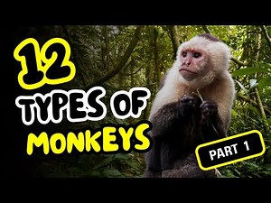 12 Types of Monkeys From Around the World (Part 1)