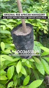 RED AFRICAN MAHAGUNY PLANT AVAILABLE AT AFFORDABLE PRICE #farmingtips #agriculture #africanmahogany