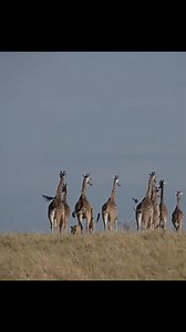 9.5K views · 154 reactions | Lioness Attack Baby Giraffe #Lionesses #giraffe #attack | infofactnews | Facebook
