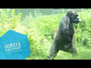 Gorilla Runs Upright Like A Man | The Shabani Family