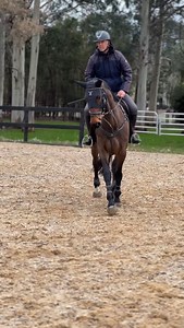 Fantastic weekend at @shirleyheights jumping show. All horses jumped very well, Patangas Pearl, Glenayre Melman and Tallyho Primrose. Joshie taking out the jackpot after two wins. Thank you to the very generous sponsors, @thenrgteam @ecoanimalbedding @horseinthebox @johnsonsnaturalformula @eqsaddlery @shirleyheights @sami_bell_equestrian @oneeyedfrogphotography 📸 | James Harvey Equine Dentistry Australia