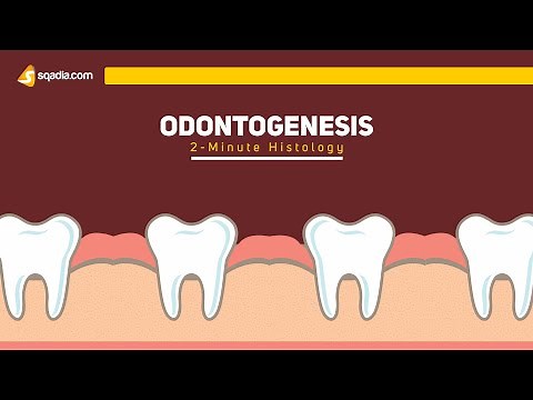 Odontogenesis | 2-Minute Histology | Anatomy Video Lectures | V-Learning