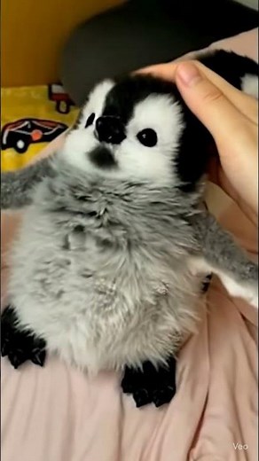 Petting a Cute Baby Penguin on the Head 🐧💙