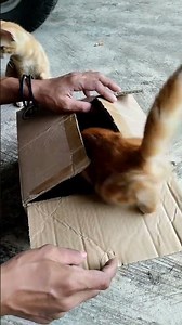 How to close a cardboard box without tape. #lifehack #tipsandtricks