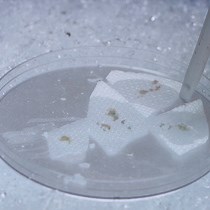 Germline Transformation in Fall Armyworm Usin | JoVE Journal