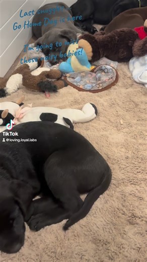 Last snuggles…. Go Home Day is here I’m going to miss these noisy babies! 🐾 8.5 weeks 🐾 Located in Roberts, Wisconsin - 30 miles east of St Paul/Minneapolis, MN. OFA & DNA tested parents Family Raised Labrador Retrievers #labrador #labradorpuppy #talesofalabpuppy | Loving Loyal Labs