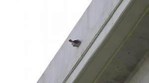 Although this male juvie is flying well and was fine after this, here's a good example of how they come down or get into trouble in an urban environment with their first flights. They fly well, but don't yet know where to land, and here he chose a small lip way up close to the top ledge of the I-80 Turnpike, holding on before bouncing off and down. The males have started to go up to just above this to the ledge right on the Turnpike and they are inexperienced and don't know the perils of traffic