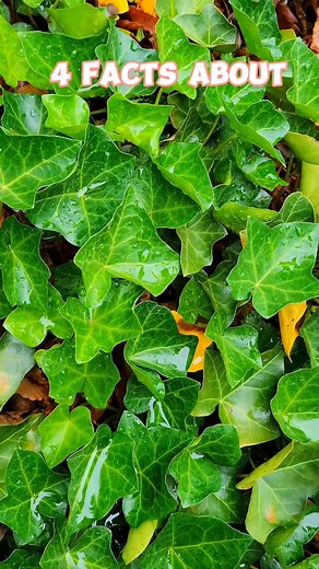The Medicinal Benefits of English Ivy Revealed