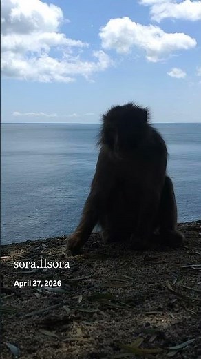 April 27, 2026 癒される場所🩷#淡路島モンキーセンター #awajishimamonkeycenter #monkey #最高の景色 #癒される場所 #shorts