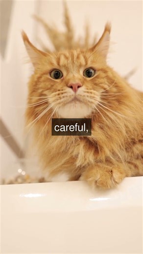 BlueEyed White Cats and Their Unique Traits Did you know that blueeyed white cats are...