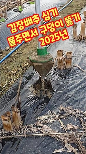 김장배추 심는시기 방법 물주면서 구덩이 뚫기 가을배추 괴산절임배추 충북 괴산 감물면 풀뿌리농장 석성수 #shorts #farming