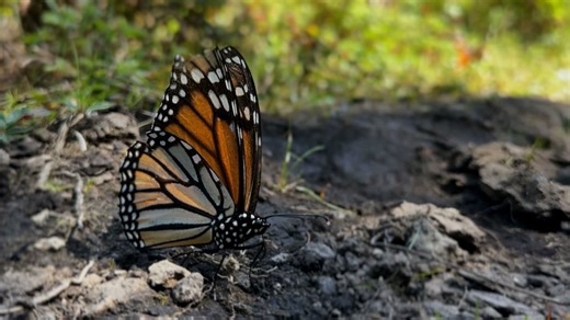 Why scientists are gluing microchips on butterflies