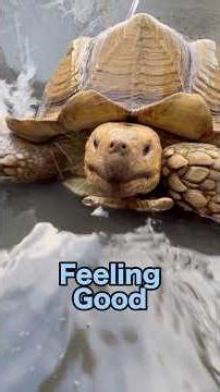 Definitely His Best Sunday Ever #joshuatreereptilehaven #sulcata