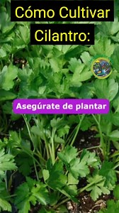 Cómo Cultivar Cilantro: Guía Completa para un Crecimiento Exitoso Aprende a cultivar cilantro en casa con esta guía completa y sencilla. Descubre cómo sembrar, cuidar y cosechar esta popular hierba culinaria. Te explicamos todo sobre las condiciones de suelo, riego, y recolección de semillas para que disfrutes de cilantro fresco en tus comidas. Ideal para jardineros principiantes y amantes de la cocina, esta guía te ayudará a obtener una cosecha exitosa de cilantro. #CultivarCilantro, #GuíaCilan