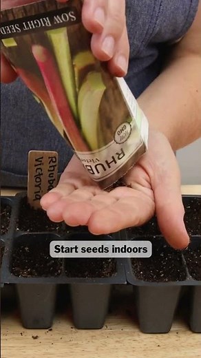 Grow Victoria Rhubarb From Seed