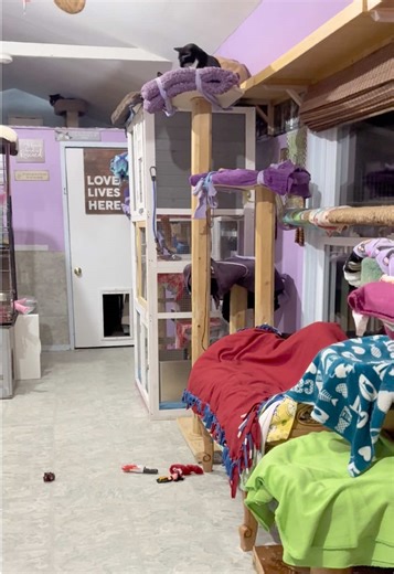 Meet the Cats at In Honey’s Memory Shelter
