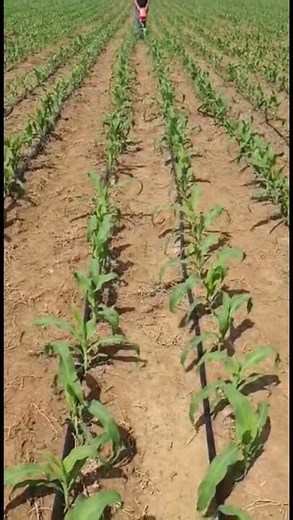 Award Winning Wheel Driven Fertilizer Applicator by Backsaver