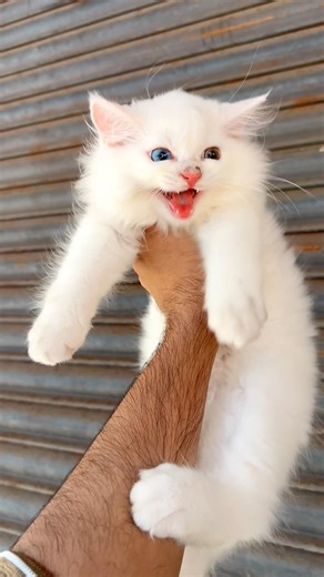 Odd eyes 😻🙀 ! for sale ! Cat videos ! Cat sound ! Cat voice ! Cat meowing ! Cat ! Cats ! Meow meow