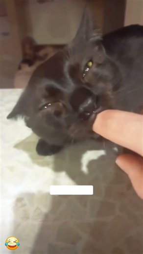 Funny black cat behavior 😂 #foryou #cat #funny #funnycatvideos #trending #pets #usa #shorts