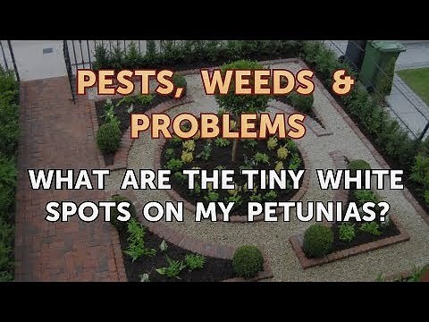 What Are the Tiny White Spots on My Petunias?