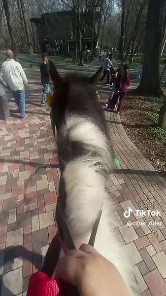 🍎Ciber.Rider🐴 (@ciber.rider)’s videos with оригинальный звук - Мгла