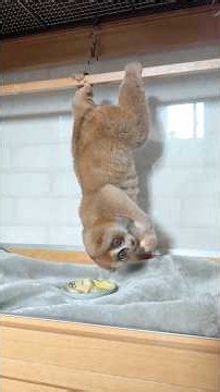 毎朝ぶら下がってご飯を食べるスローロリスのデリバー🐵