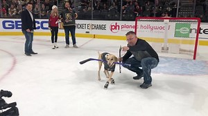 The star of the show last night: Benny the ice skating dog!!!! 🐕 | Vegas Golden Knights