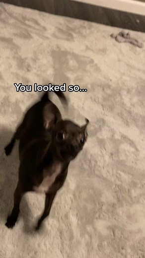 Melman is also much happier now! #chihuahua #dog #dogs #dogsoftiktok #puppy #puppylove #adopt #rescuedog #rescue #specialneeds #chihuahuastiktok #vettech #vetmed #terriersoftiktok #terrier