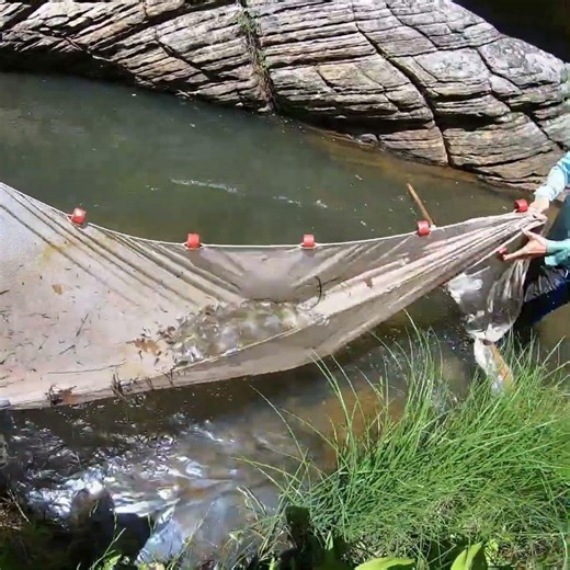 Huge school of fish caught