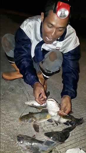 harvest of catfish from fishing #fishing