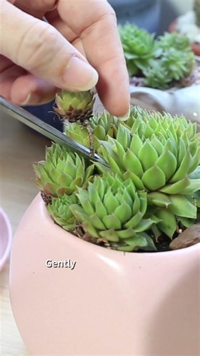 How to Propagate Sempervivum #sempervivum #succulents #succulentpropagation #propagation