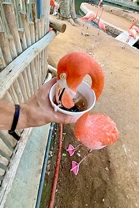 The flamingo friends are snacking up a storm! 🦩⛈️ | San Antonio Zoo