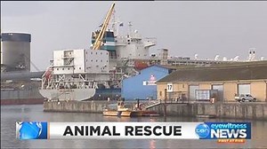 11K views · 163 reactions | ANIMAL RESCUED: Another live export ship bound for the Middle East is preparing to load thousands of sheep at Port Adelaide. This afternoon, a malnourished sheep believed to have been left behind when the last ship was loaded, had to be rescued. #TenNews | 10 News Adelaide | Facebook