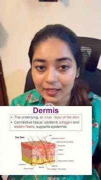 Understanding the Dermis Layer of Skin | Structure, Functions & Importance Explained Clearly