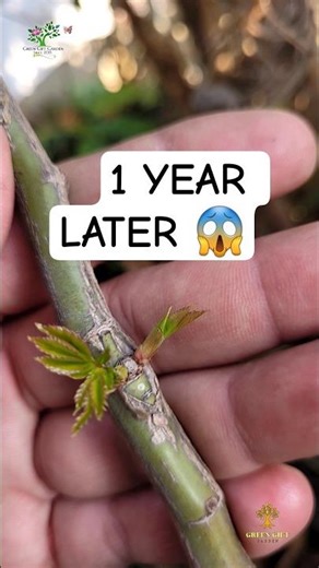 Rose Grafting Finally Success After 1 Year 😱 || #greengiftgarden #rose