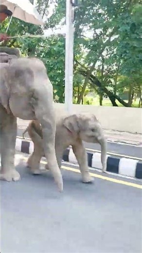 Elephants are marching on the street