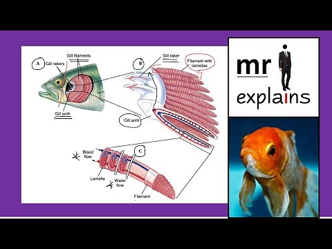 mr i explains: Gas Exchange in Fish