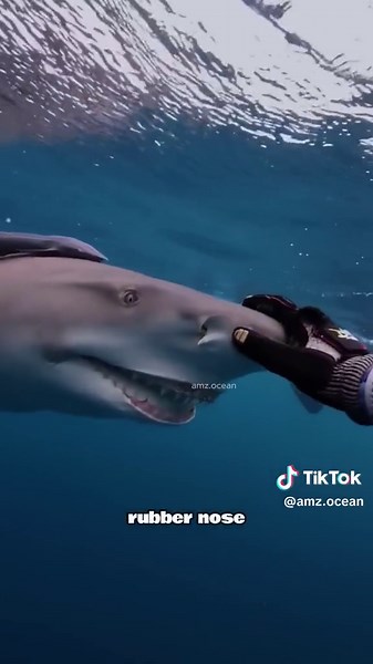 Girl's Unusual Friendship with Snooty the Lemon Shark