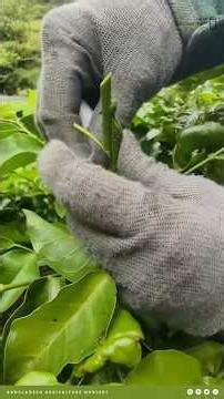 Mango Tree Re-Grafting Technique | Fix Old Trees & Get Better Yield