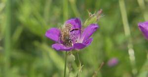 La production de miel bio