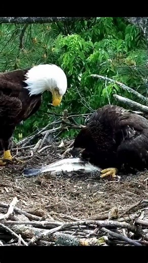 explore.org on Instagram: "That time TE3 ordered sushi, not a jump scare 🐟"