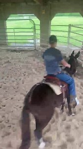 47K views · 618 reactions | Levi here with my mule rooster, just another video of him getting some forward movement and becoming more softer in the bit. | Missouri Mule Makeover/Ozark Mule Days | Facebook